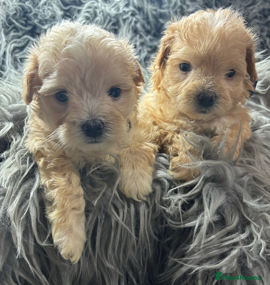 Maltipoo dogs for sale: TINY TOY F1 HEALTH TESTED MALTIPOO PUPS - Image 8