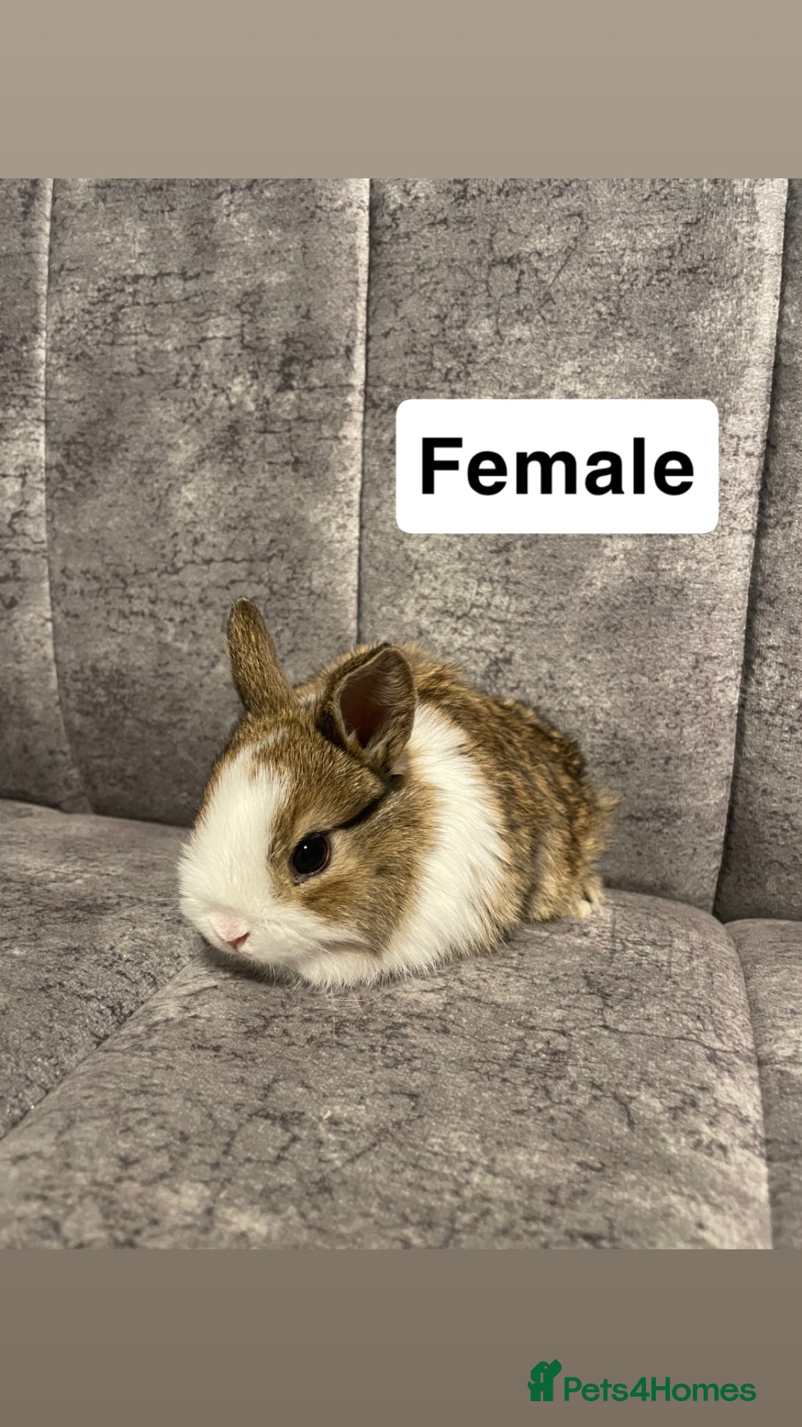 Mixed Breed rabbits Netherland/lion head mini lop - Advert 1