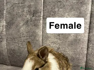 Mixed Breed rabbits Netherland/lion head mini lop - Advert 1