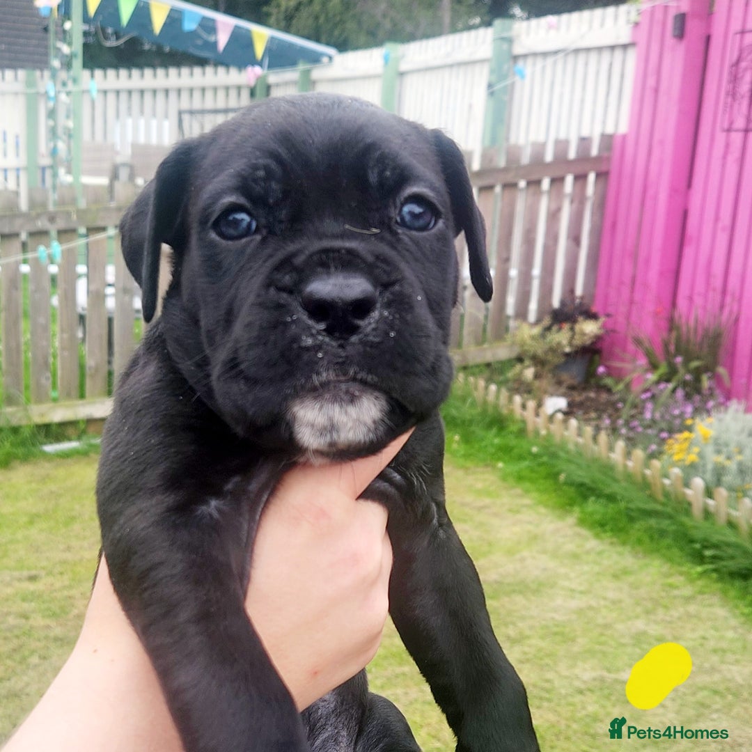 Cane Corso dogs for sale: 💜 gorgeous cane corsos puppies 💜ready in 3 weeks - Image 16