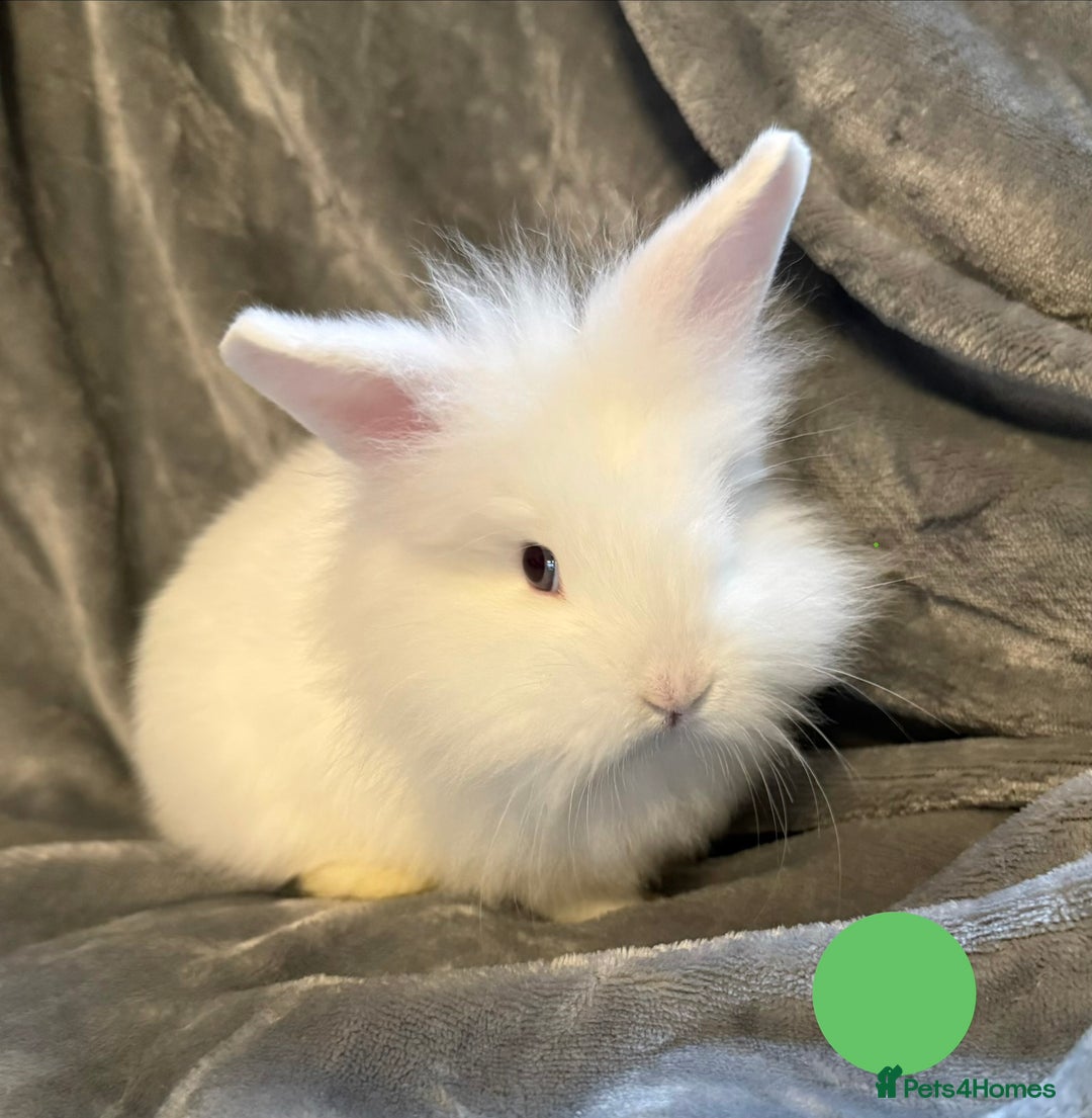Lionhead rabbits for sale: 🐰 3 Baby Lionhead Rabbits for Sale 🐰 - Advert 4