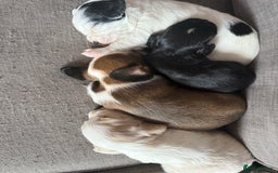 Mixed Breed dogs for sale: Cocker spaniel x chihuahua dalmation  - Image 2