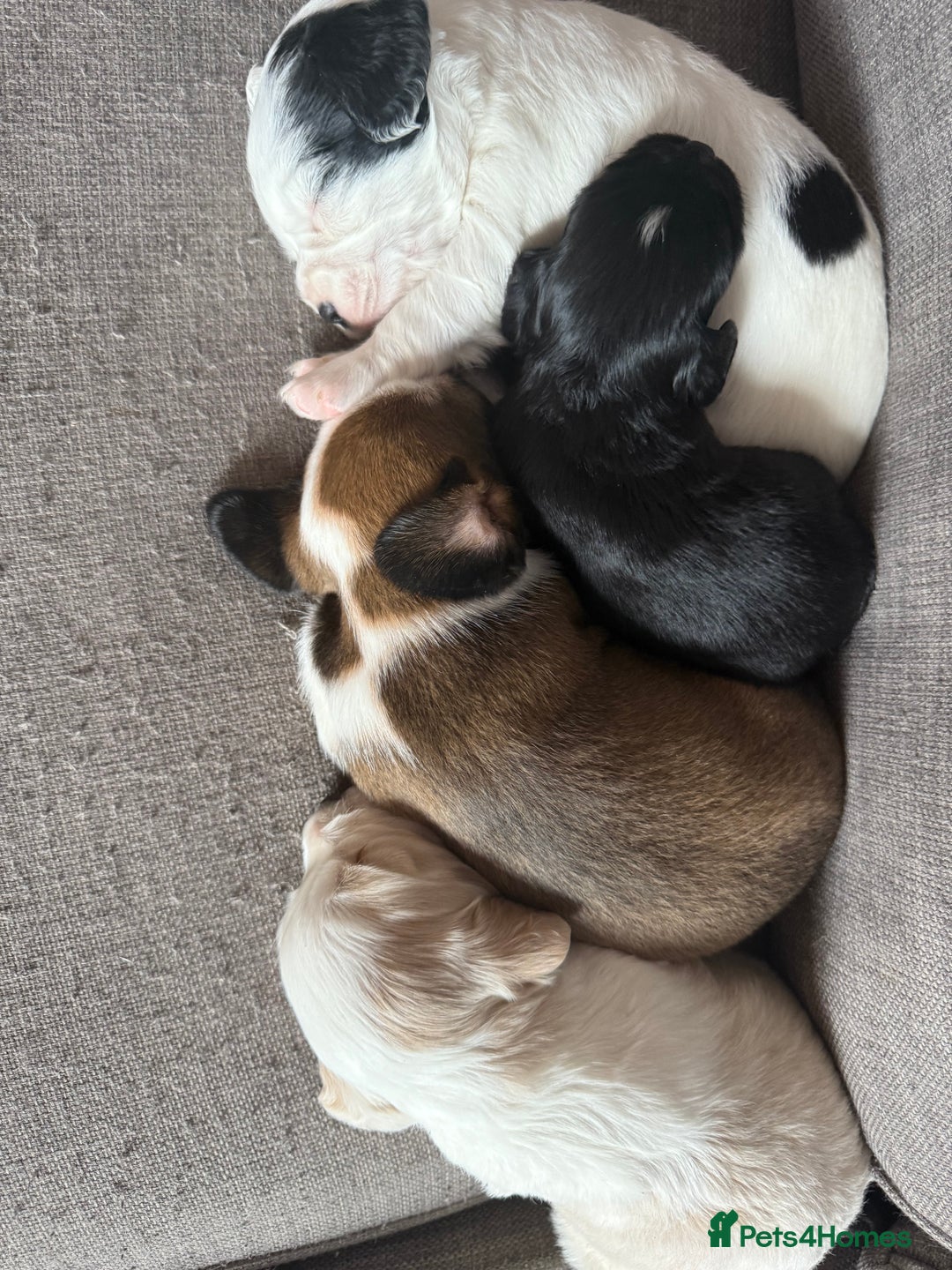 Mixed Breed dogs for sale: Cocker spaniel x chihuahua dalmation  - Image 2