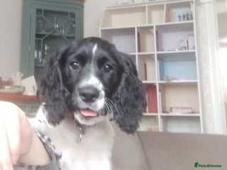 English Springer Spaniel dogs for sale - Advert 1