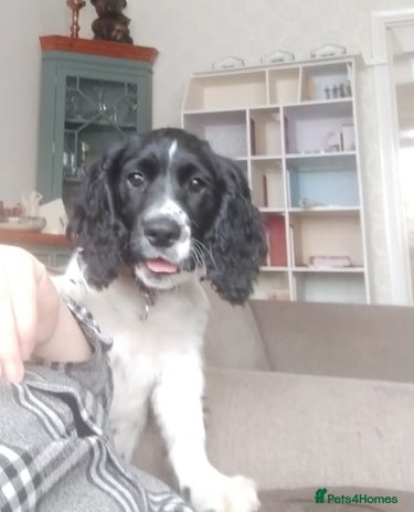 English Springer Spaniel dogs - Advert 4