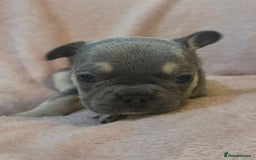 French Bulldog dogs for sale: Beautiful French Bulldog Puppies - Image 18