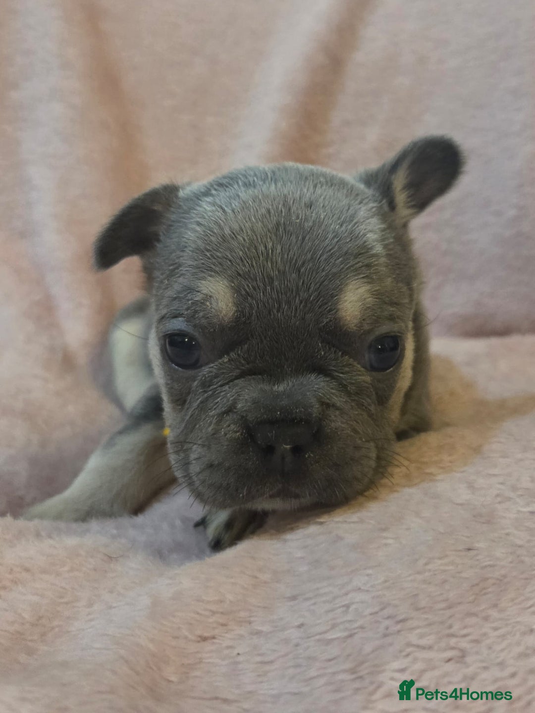 French Bulldog dogs for sale: Beautiful French Bulldog Puppies - Image 18