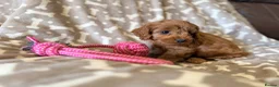 Cavapoo dogs for sale: Extensively health tested Toy F1 Cavapoo puppies - Advert 12
