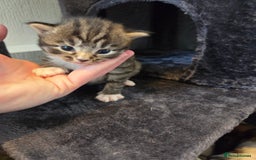 Mixed Breed cats for sale: Mixed colour tabby kittens - Image 24
