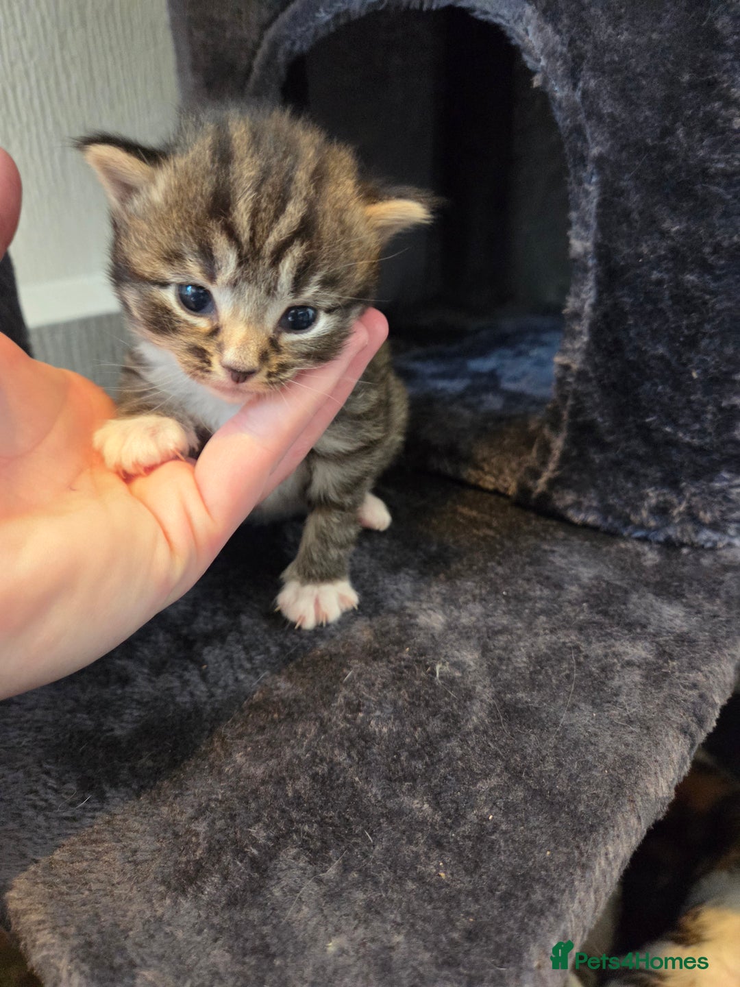 Mixed Breed cats for sale: Mixed colour tabby kittens - Image 24