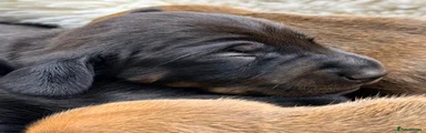 Miniature Dachshund 4