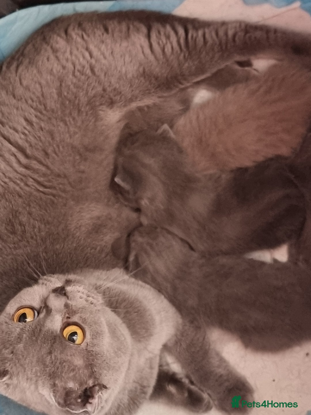 Scottish Fold cats for sale: Very Friendly Kittens, Pedigree Scottish Fold  - Image 27