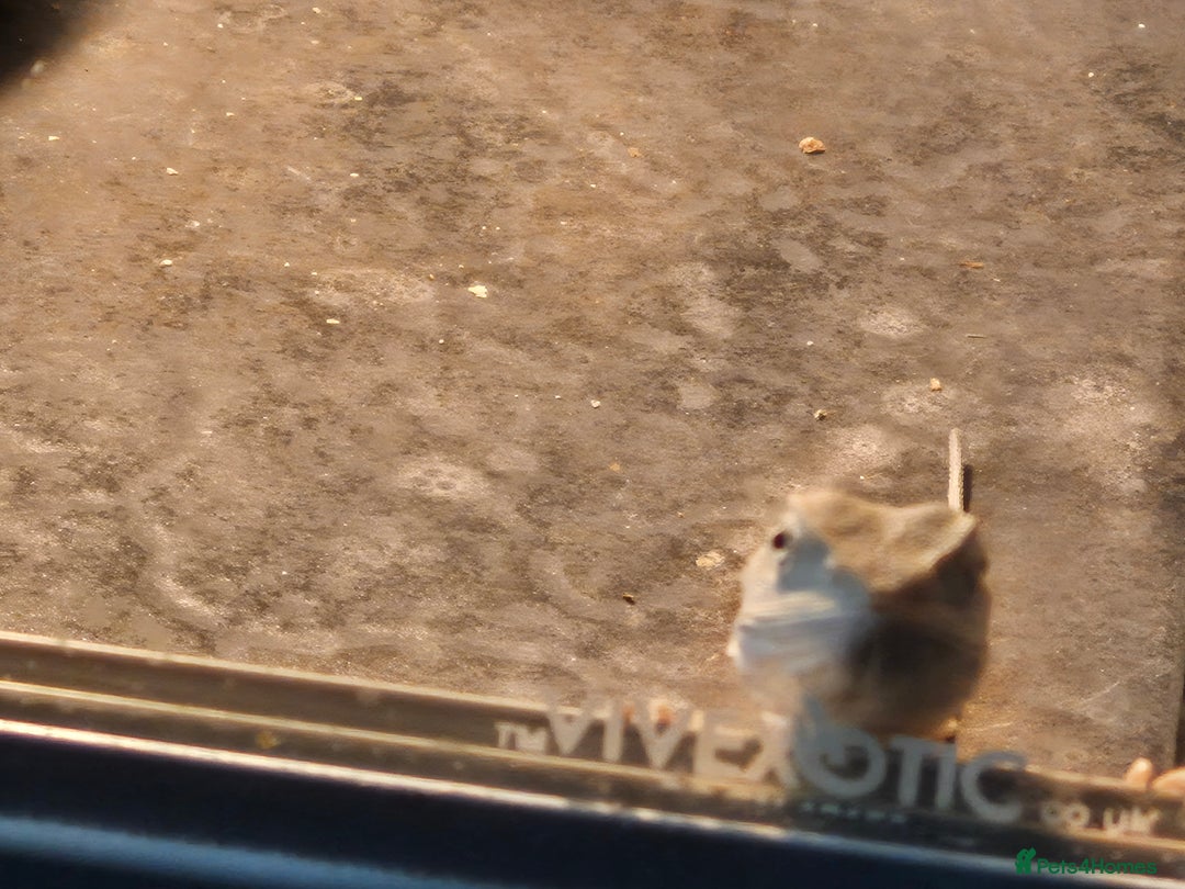 Bearded Dragon reptiles for sale: Bearded dragons  babies  - Advert 25