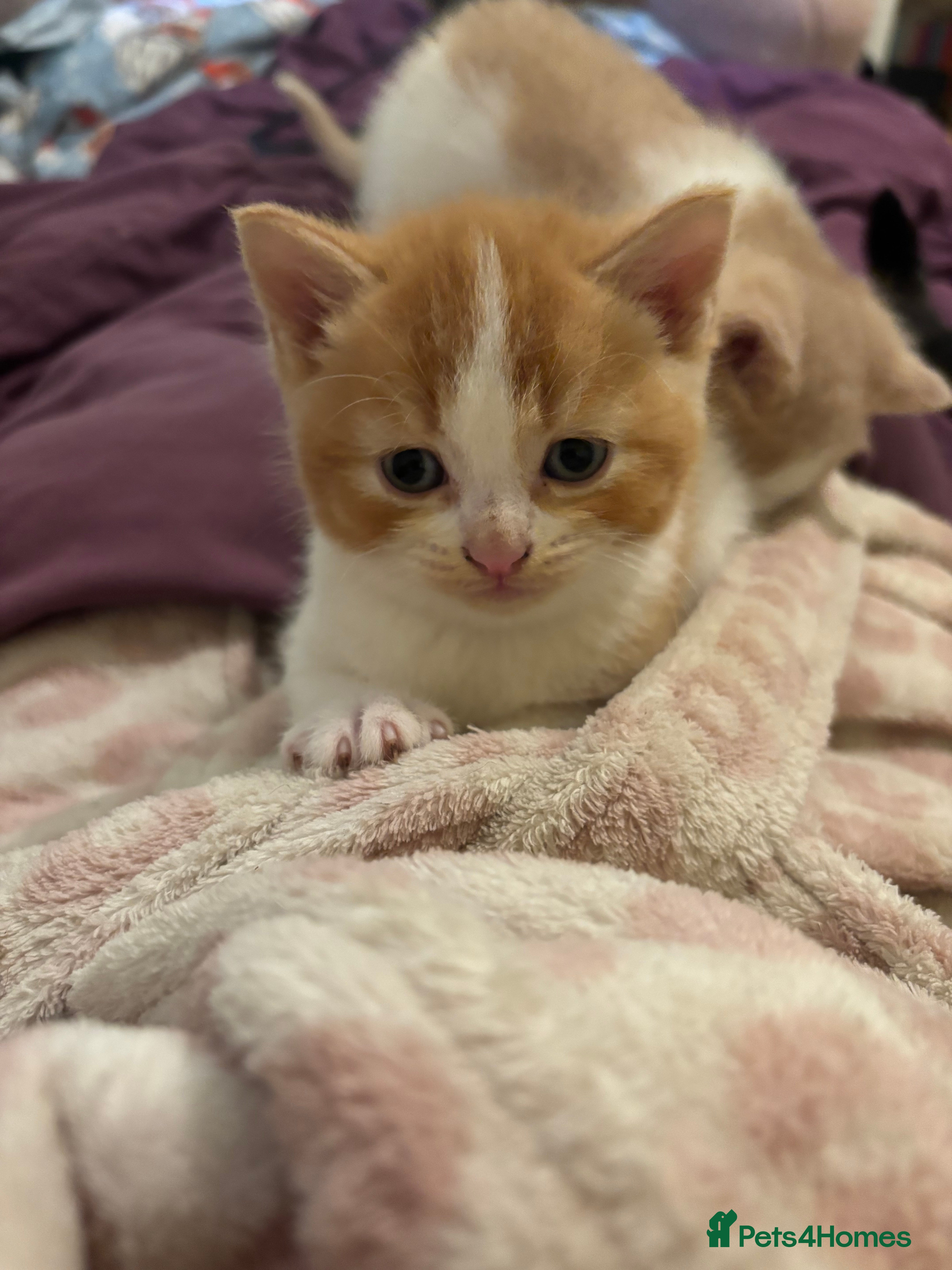 British Shorthair cats for sale: 3 half british shorthair boys - Advert 6