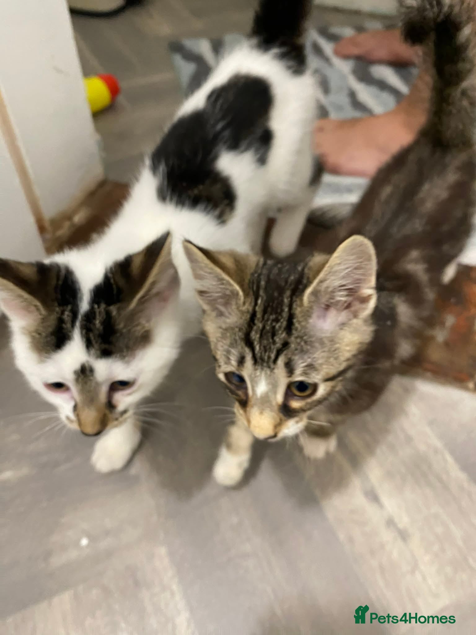 Mixed Breed cats Beautiful Kittens READY NOW - Advert 1