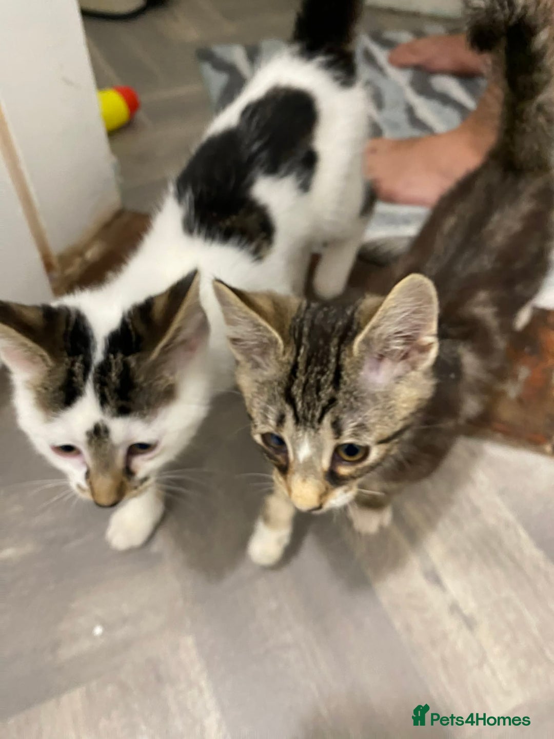 Mixed Breed cats for sale: Beautiful Kittens READY NOW - Advert 1