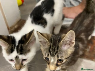 Mixed Breed cats Beautiful Kittens READY NOW - Advert 1