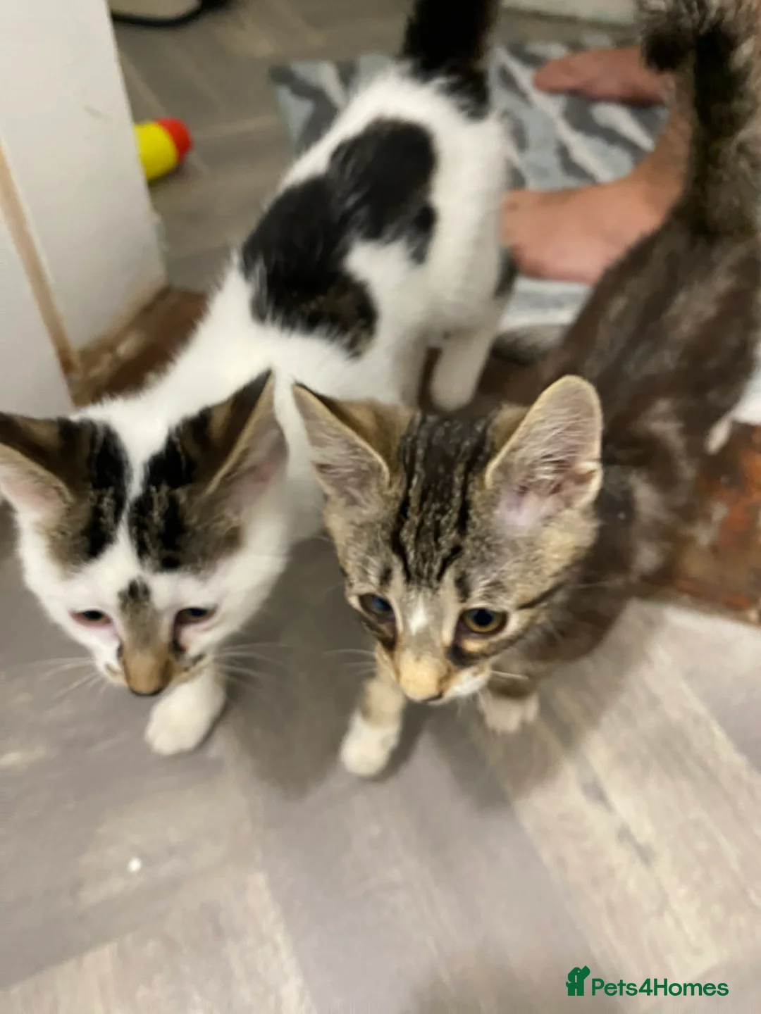 Mixed Breed cats for sale: Beautiful Kittens READY NOW - Advert 2