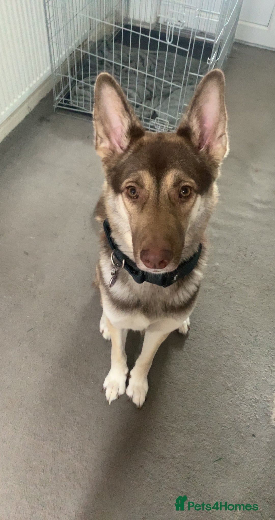 Shepsky dogs for sale: Dior  - Advert 2