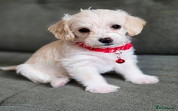 Yorkiepoo dogs for sale: 6 beautiful Yorkiepoo puppies , 5 girls and 1 boy  - Image 7