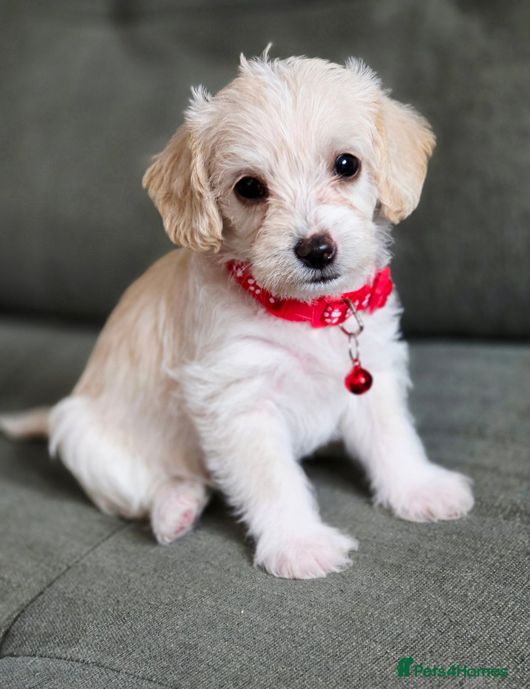 Yorkiepoo dogs for sale: 6 beautiful Yorkiepoo puppies , 5 girls and 1 boy  - Image 7
