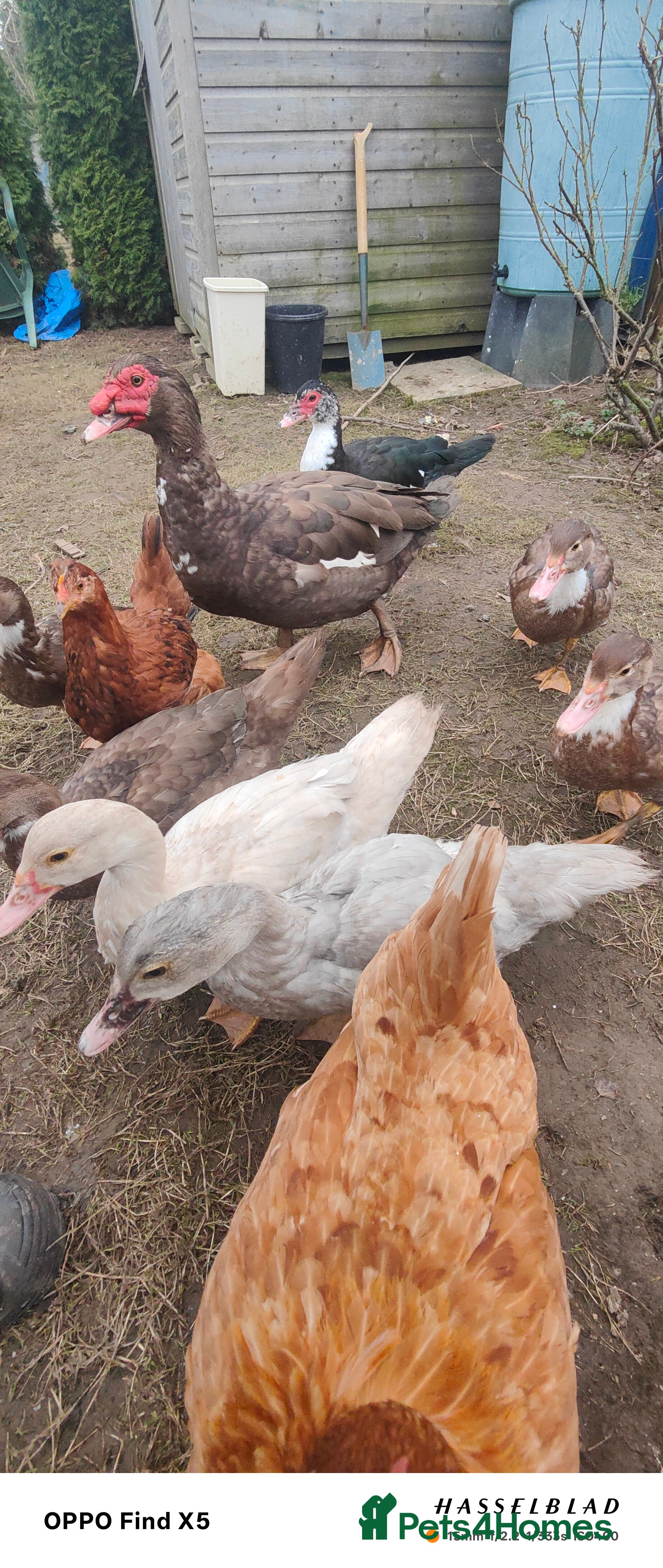 Ducks poultry Muscovy duck  - Advert 1