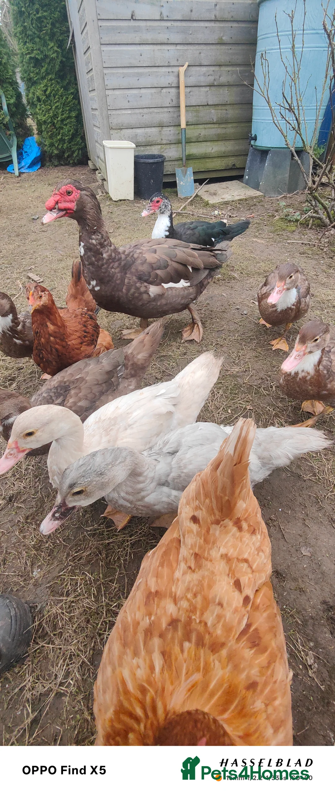 Ducks poultry for sale: Muscovy duck  - Advert 1