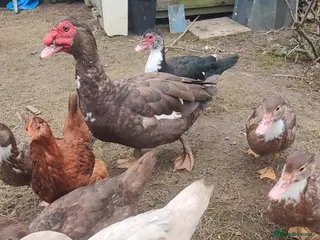 Ducks poultry Muscovy duck - Advert 9