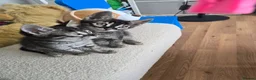 Bengal cats for sale: Bengal cross kittens - Advert 39