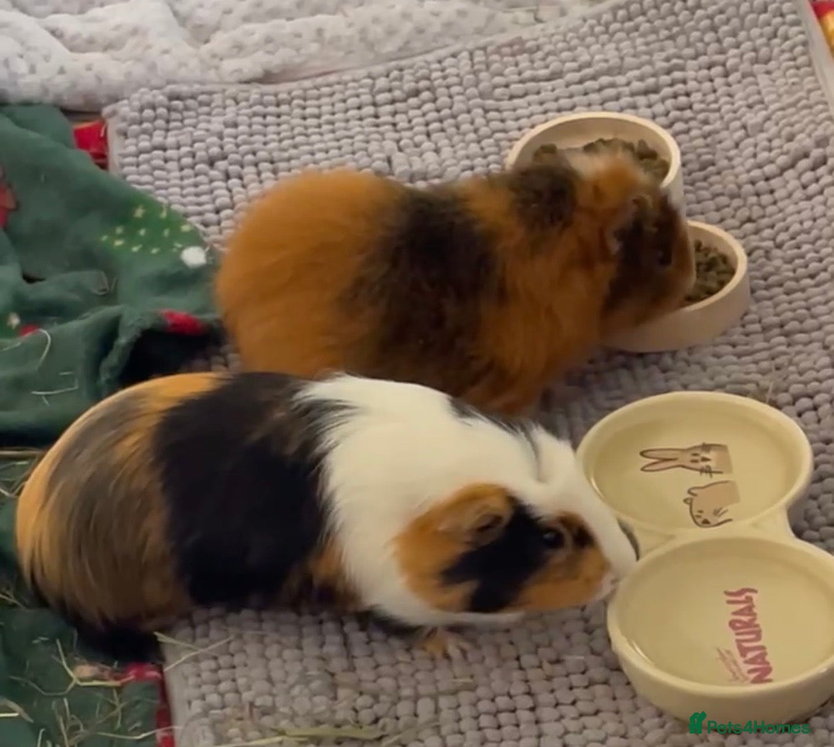 Guinea Pig rodents 2 male guinea pigs - Advert 1
