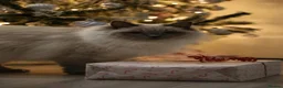 Ragdoll cats for sale: GCCF Ragdoll kittens. Lynx, Blue point. in Basingstoke - Advert 22