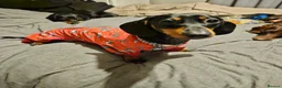 Miniature Dachshund dogs for sale: Little Man - Advert 3