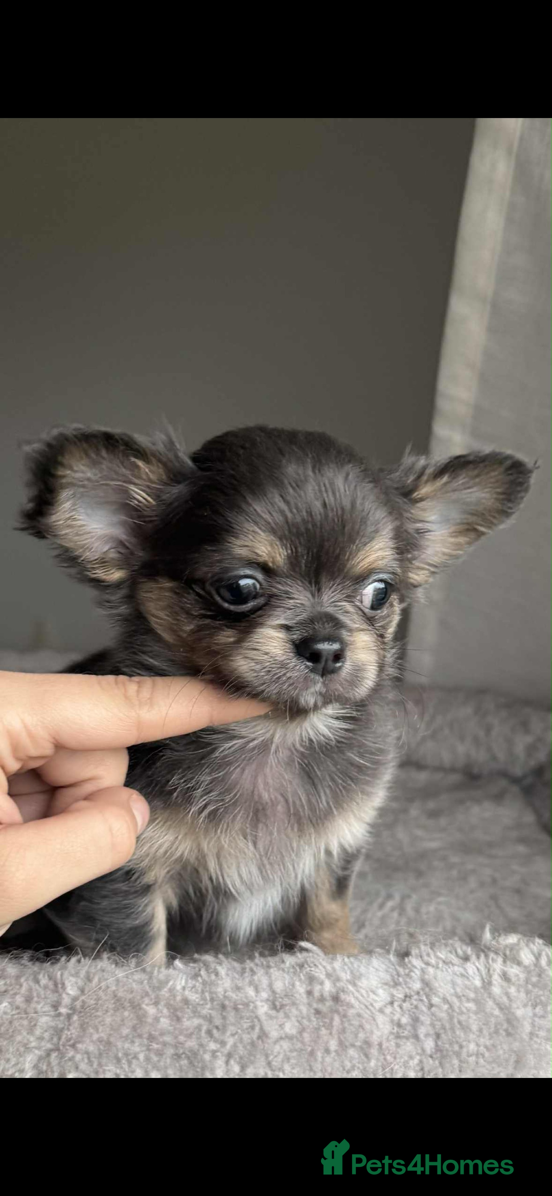 Chihuahua dogs for sale: READY TO LEAVE SOON Tiny Blue Longhair Chihuahua  - Advert 10
