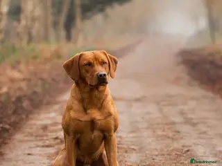 Labrador Retriever dogs 0/0 Hip & Elbows, Fully Health Tested in Tadcaster - Advert 1