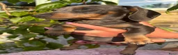 Miniature Dachshund dogs for sale: Puppy for Sale Outstanding KC Male Mini Dachshund  - Advert 31