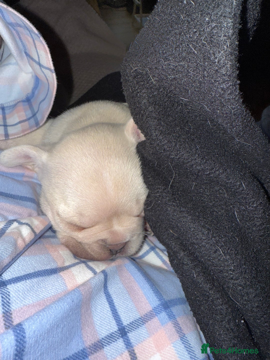 French Bulldog dogs for sale: Puppy frenchies for sale!! - Advert 10