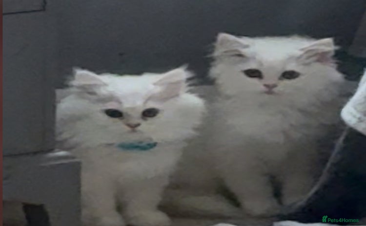 Persian cats - Advert 2