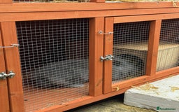 Mini Lion Lop rabbits for sale: 2 male mini lion lop bunnies  - Image 9