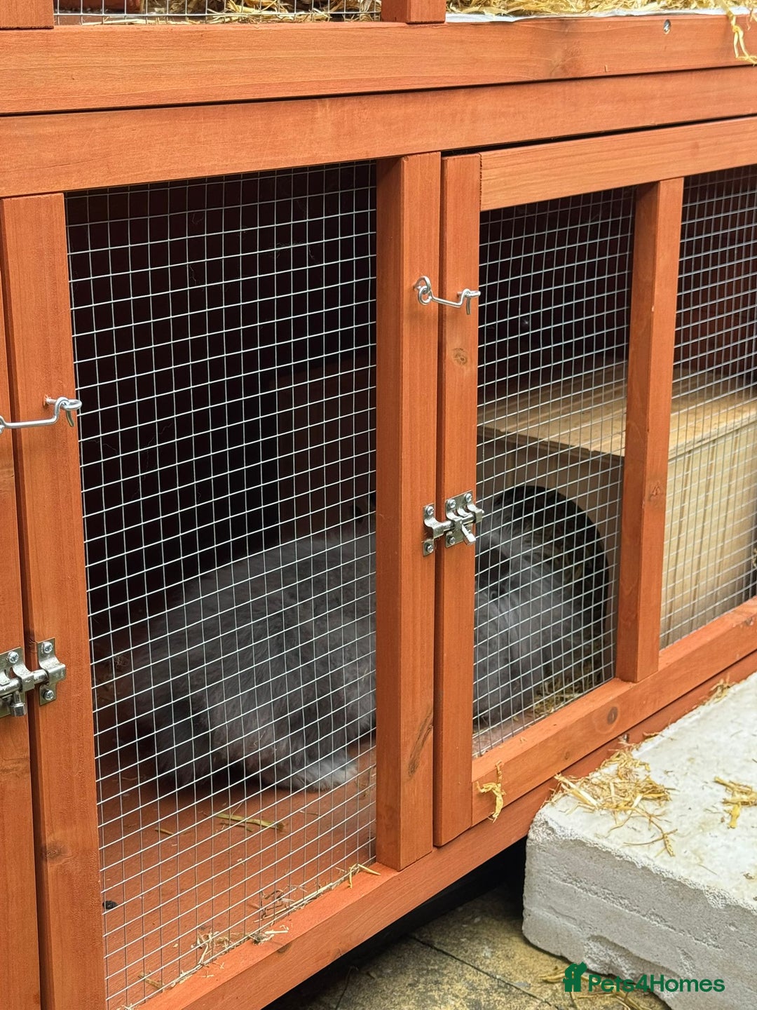 Mini Lion Lop rabbits for sale: 2 male mini lion lop bunnies  - Image 9