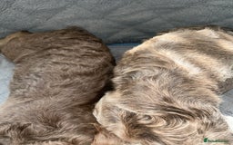 French Bulldog dogs for sale: Fluffy French female bulldog  - Image 8