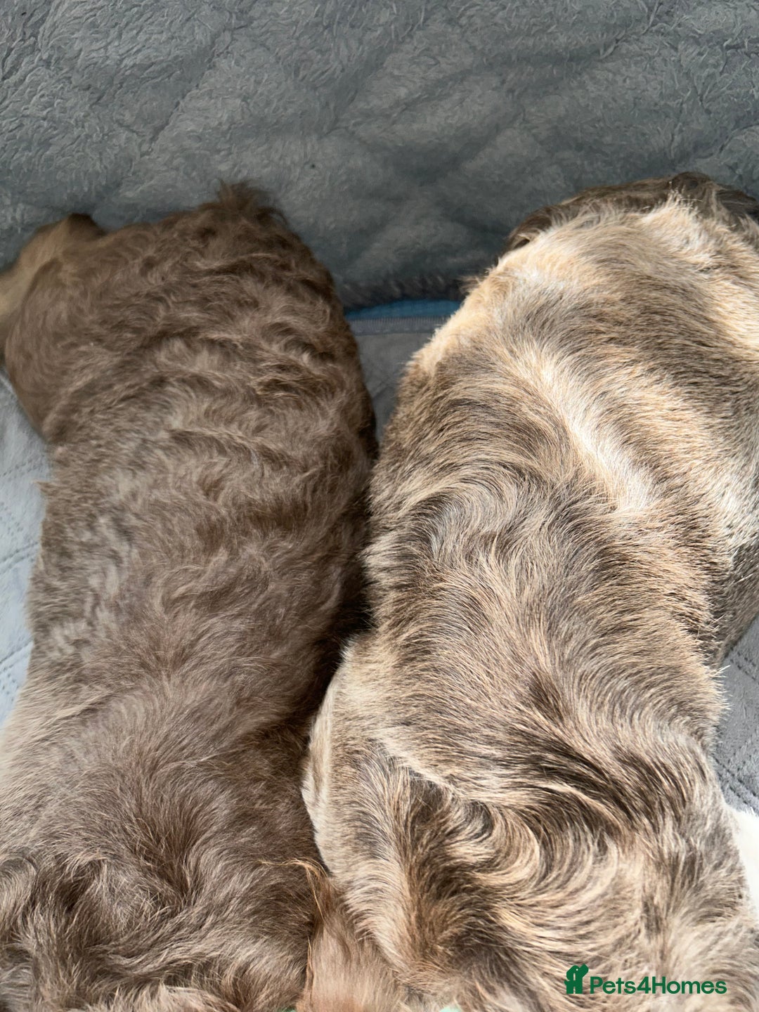 French Bulldog dogs for sale: Fluffy French female bulldog  - Image 8