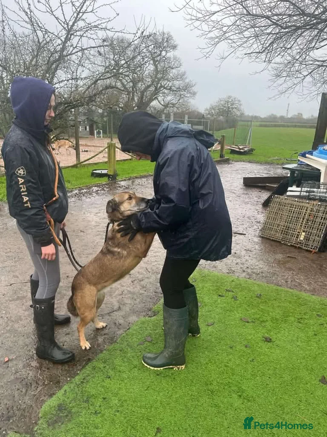 Mixed Breed dogs for adoption: Meet Faith, currently residing in Cheshire  in Nantwich - Advert 12