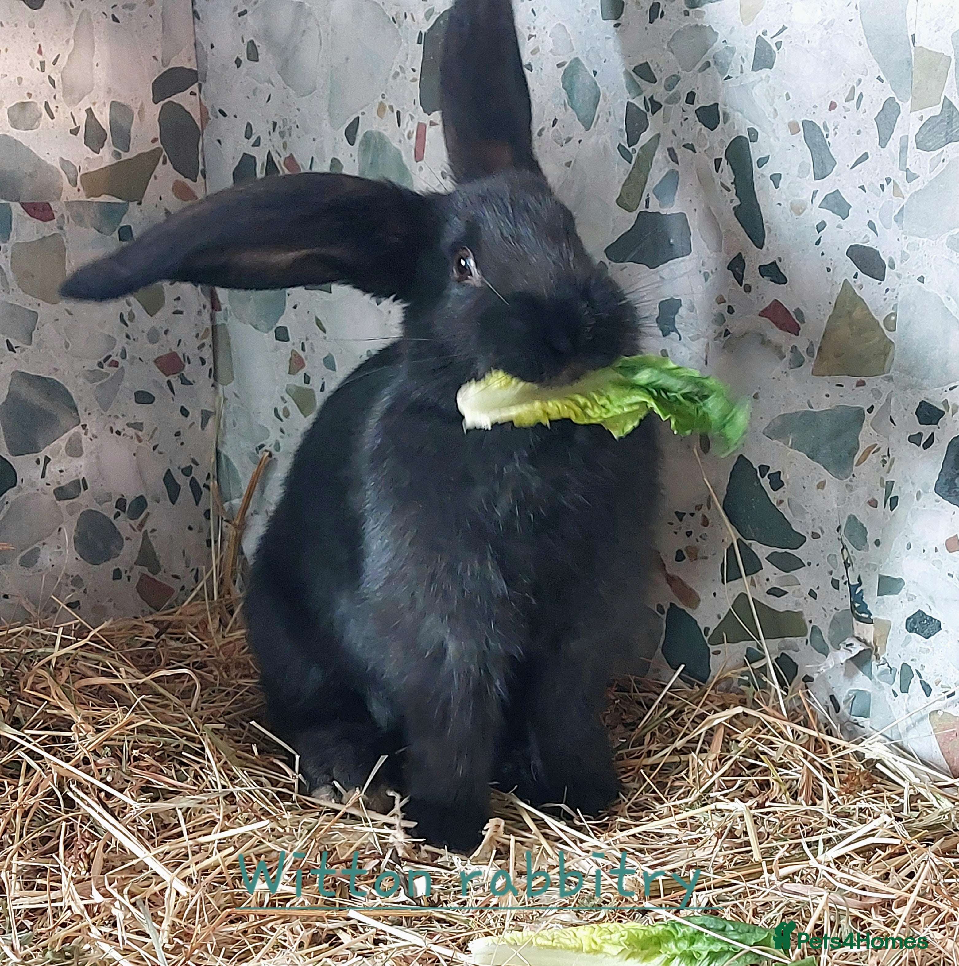 Continental Giant rabbits Continental X  - Advert 16