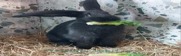 Continental Giant rabbits for sale: Continental X  in Durham - Advert 1