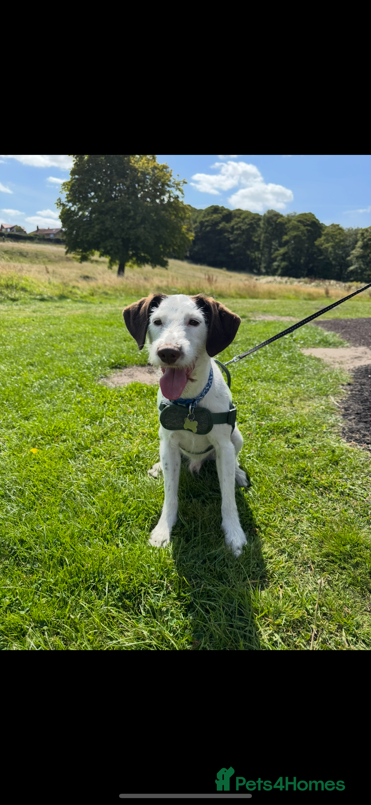 Mixed Breed dogs Beautiful boy needs a new home asap!  - Advert 7