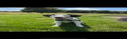 Mixed Breed dogs for sale: Beautiful boy needs a new home - Advert 1