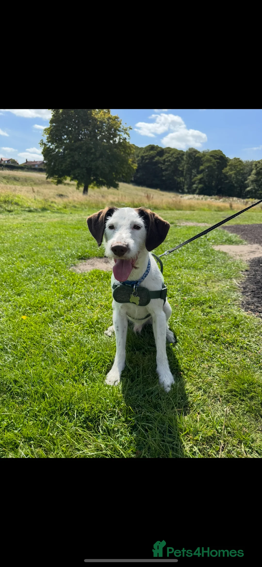 Mixed Breed dogs for sale: Beautiful boy needs a new home - Advert 1
