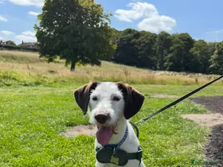 Mixed Breed dogs Beautiful boy needs a new home asap! - Advert 3