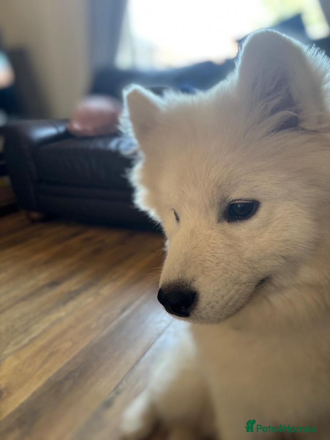Samoyed dogs for sale: Beautiful female samoyed - Advert 3