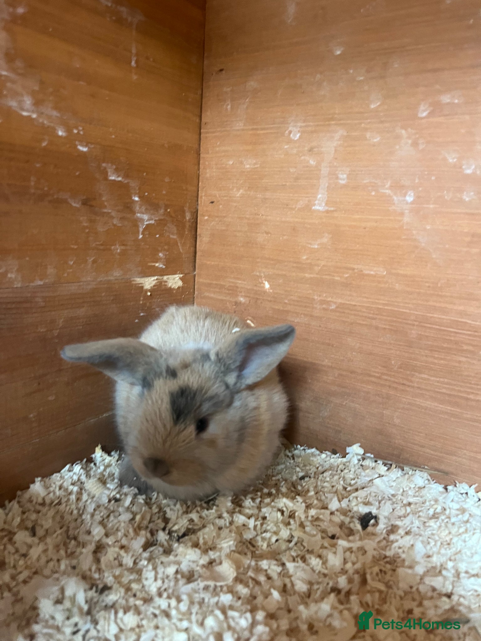 Mini Lop rabbits for sale: Beautiful Mini Lop kits  - Advert 2